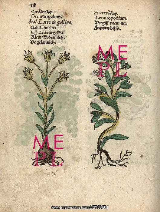 : Star of Bethlehem, Ornithogalum umbellatum : Star of Bethlehem, Ornithogalum umbellatum