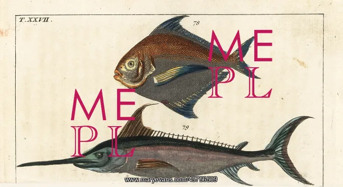 : Star fish and swordfish : Star fish and swordfish