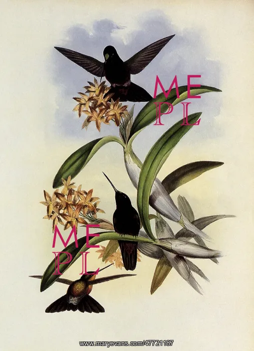 : Star-Frontlet, Helianthea Typica : Star-Frontlet, Helianthea Typica