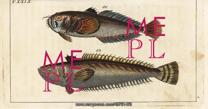 : Star gazer and great weaver fish : Star gazer and great weaver fish
