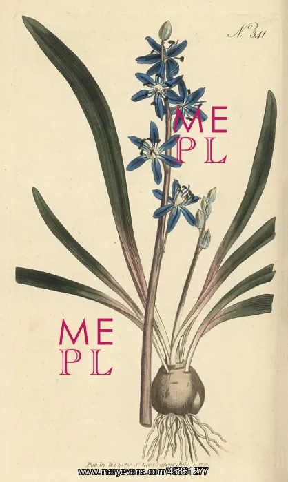 : Star hyacinth, Scilla amoena : Star hyacinth, Scilla amoena