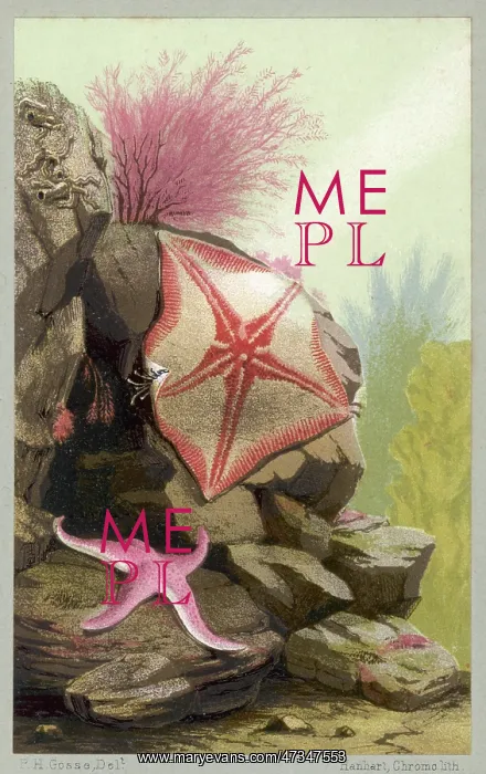 : TWO STARFISH / 1856 : TWO STARFISH / 1856