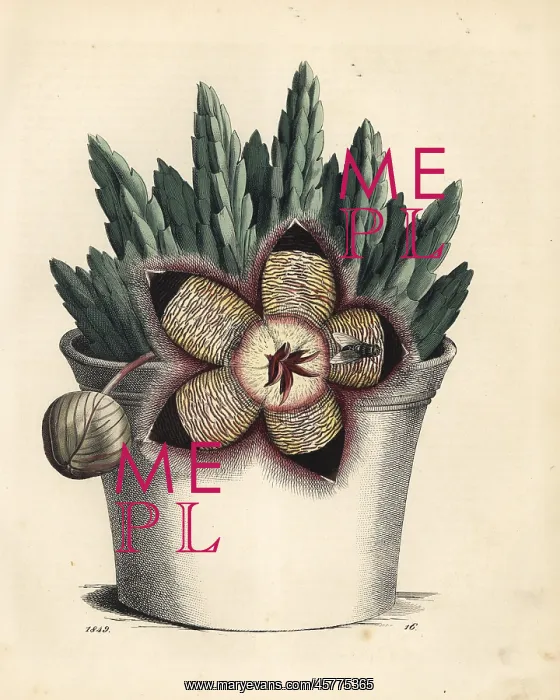 : Starfish cactus, Orbea variegata : Starfish cactus, Orbea variegata