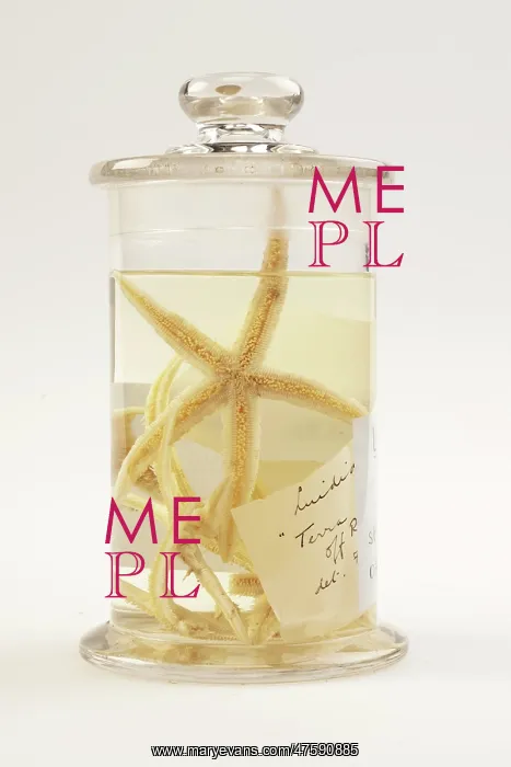 : Starfish, Luidia scotti : Starfish, Luidia scotti