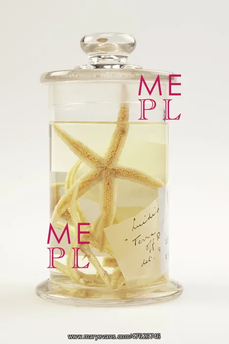 : Starfish, Luidia scotti : Starfish, Luidia scotti