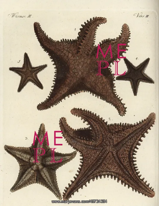 : Starfish or sea star : Starfish or sea star