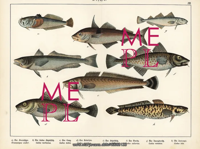 : Stargazer, hake, ling, cod, haddock and burbot : Stargazer, hake, ling, cod, haddock and burbot