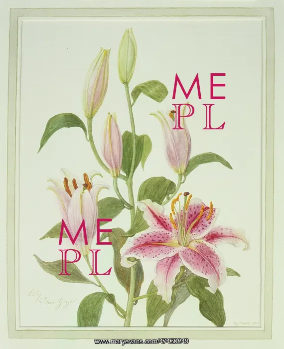 : Stargazer Lilies