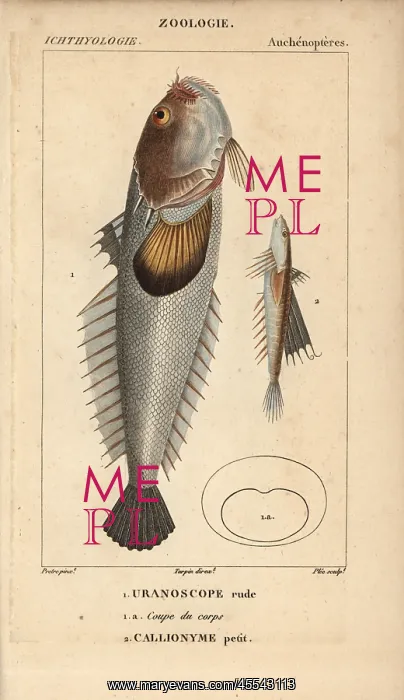 : Stargazer, Uranoscopus scaber and dragonet, Callionymus lyra : Stargazer, Uranoscopus scaber and dragonet, Callionymus lyra