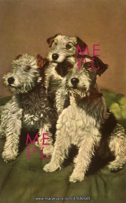  : Three Staring Dogs
