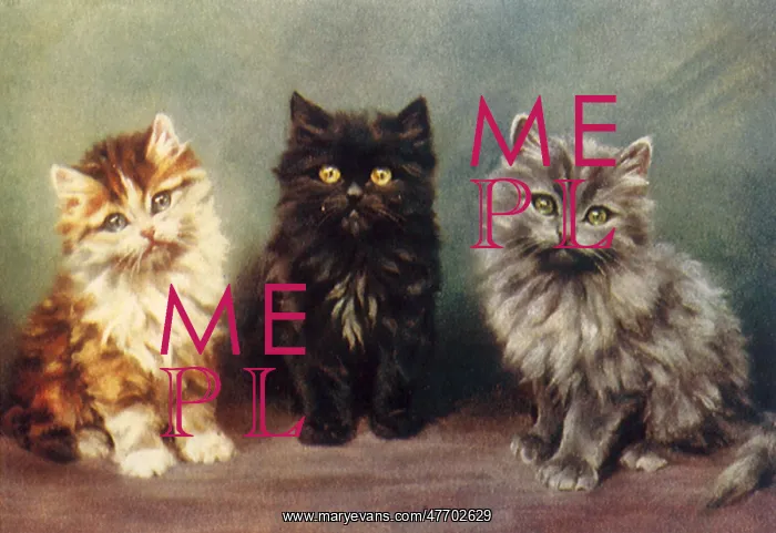  : Three Staring Kittens