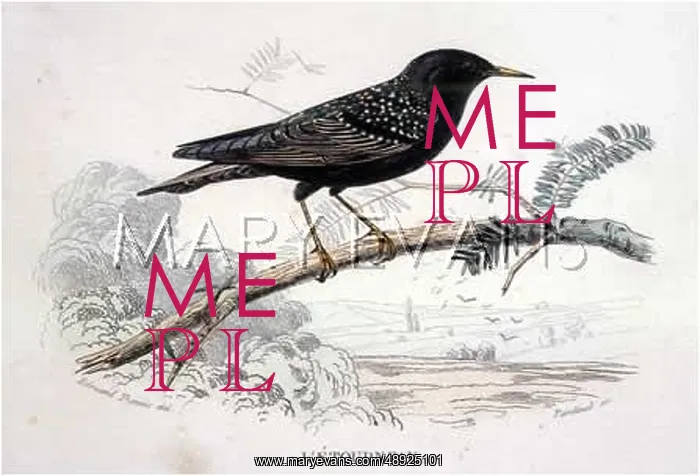  : STARLING. (Sturnus vulgaris)