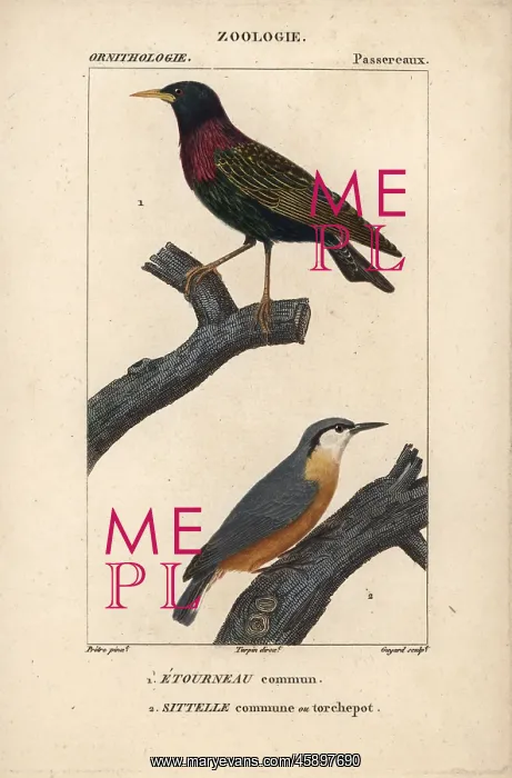 : Starling, Sturnus vulgaris, and nuthatch, Sitta europaea : Starling, Sturnus vulgaris, and nuthatch, Sitta europaea