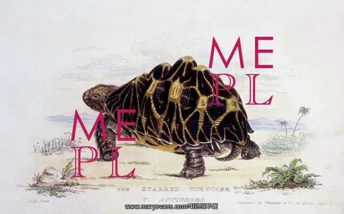 : Starred Tortoise (T. Actinodes) : Starred Tortoise (T. Actinodes)