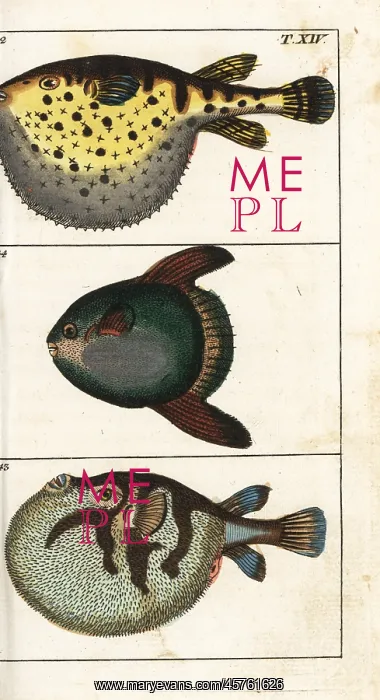 : Starry globefish, white-spotted puffer and sun fish : Starry globefish, white-spotted puffer and sun fish