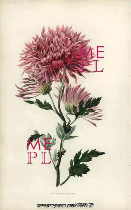 : Starry purple Chinese chrysanthemum : Starry purple Chinese chrysanthemum