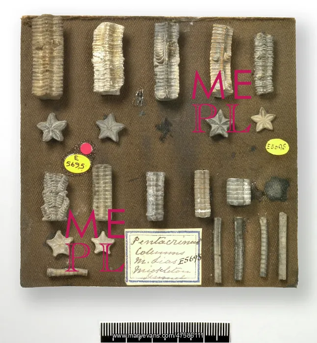 : Starstones - columnals of isocrinid crinoids : Starstones - columnals of isocrinid crinoids