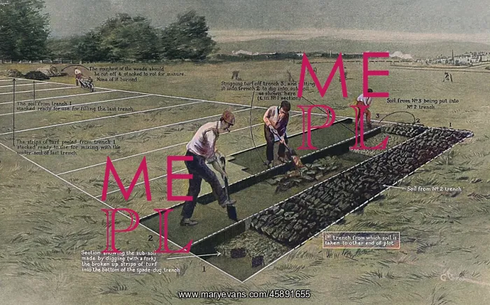 : How to start an allotment during WW1 : How to start an allotment during WW1