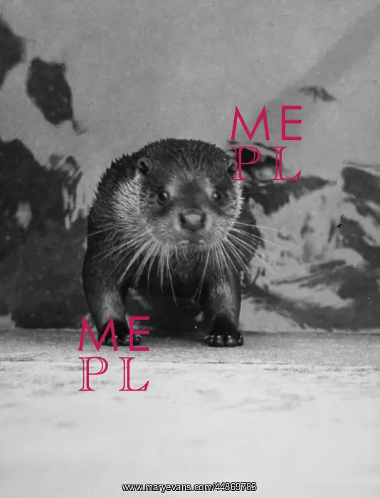  : STARTLED OTTER