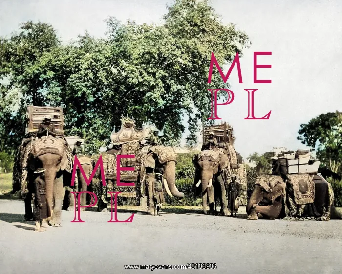 : State Elephants of the Viceroy, India : State Elephants of the Viceroy, India