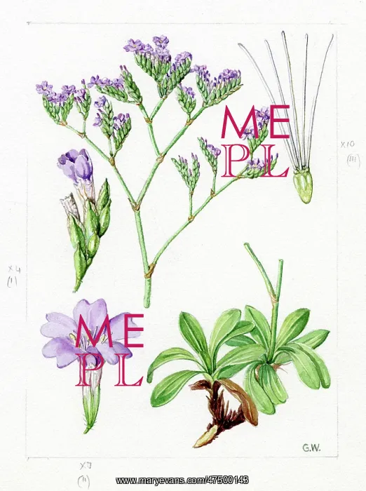 : Statice binervosa - spiked sea-lavender : Statice binervosa - spiked sea-lavender