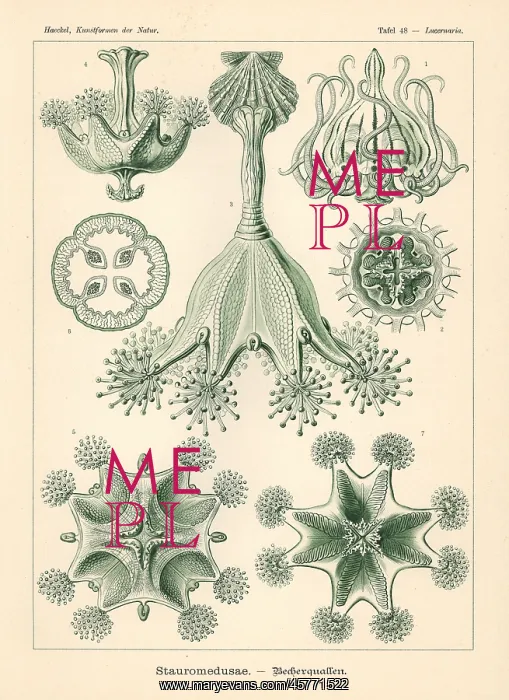 : Staurozoa or stalked jellyfish: : Staurozoa or stalked jellyfish: