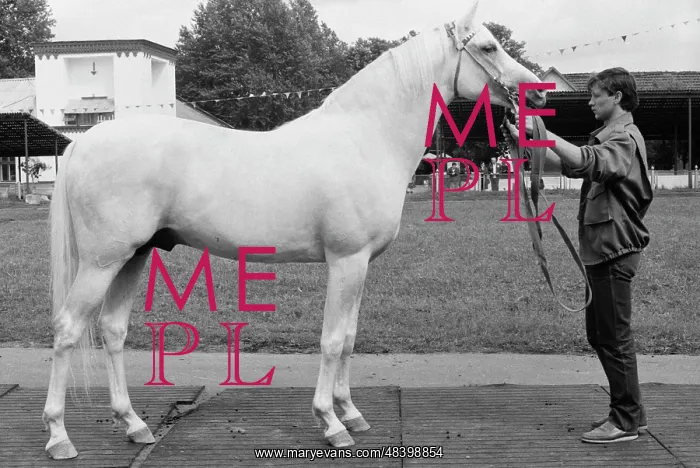 : Stavropol stud farm : Stavropol stud farm