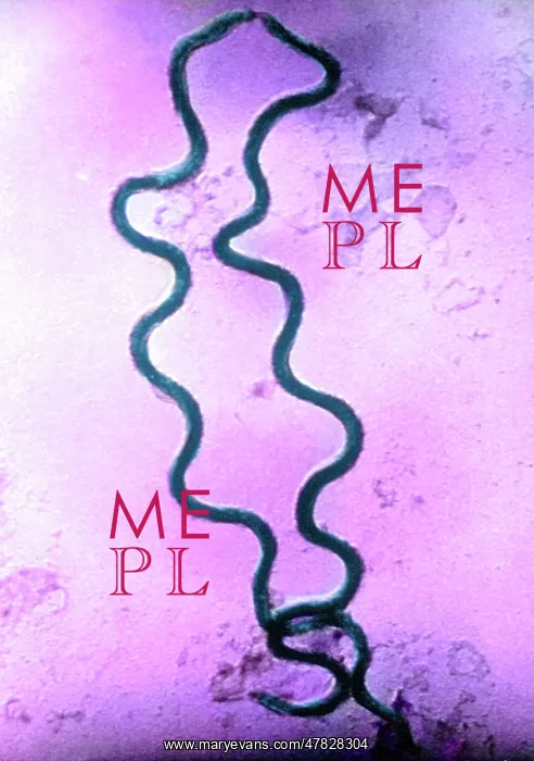 : STD, Treponema pallidum Bacteria, SEM : STD, Treponema pallidum Bacteria, SEM