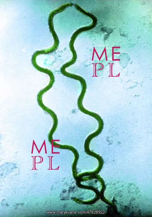 : STD, Treponema pallidum Bacteria, SEM : STD, Treponema pallidum Bacteria, SEM