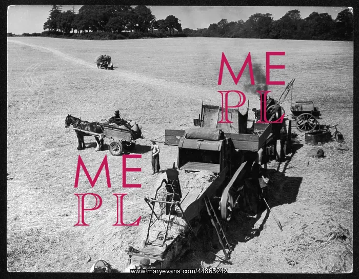 : STEAM THRESHER 1930S : STEAM THRESHER 1930S