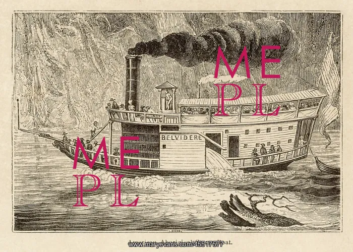 : STEAMSHIP BELVIDERE : STEAMSHIP BELVIDERE