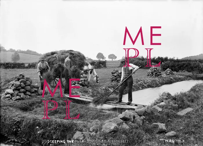 : Steeping the Flax, Toome, Co. Antrim : Steeping the Flax, Toome, Co. Antrim