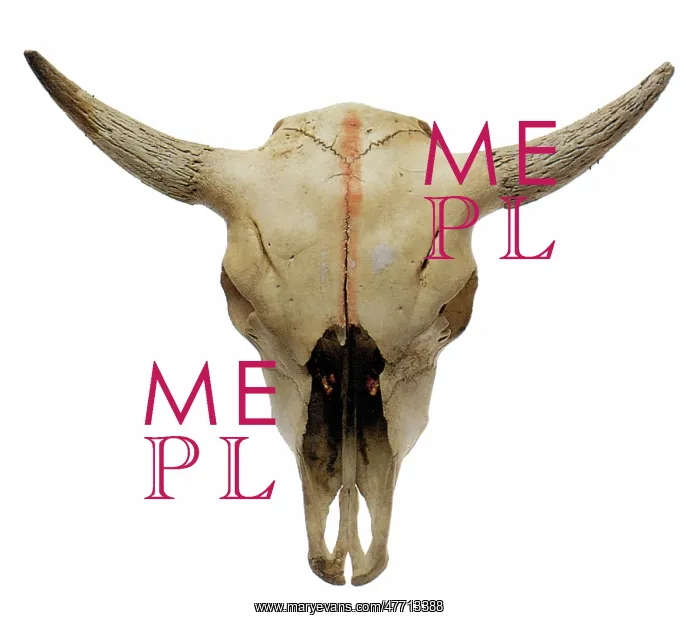  : Steer Skull