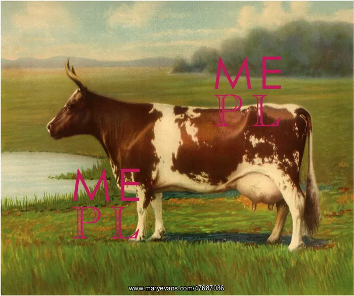  : Steer, Watering Hole
