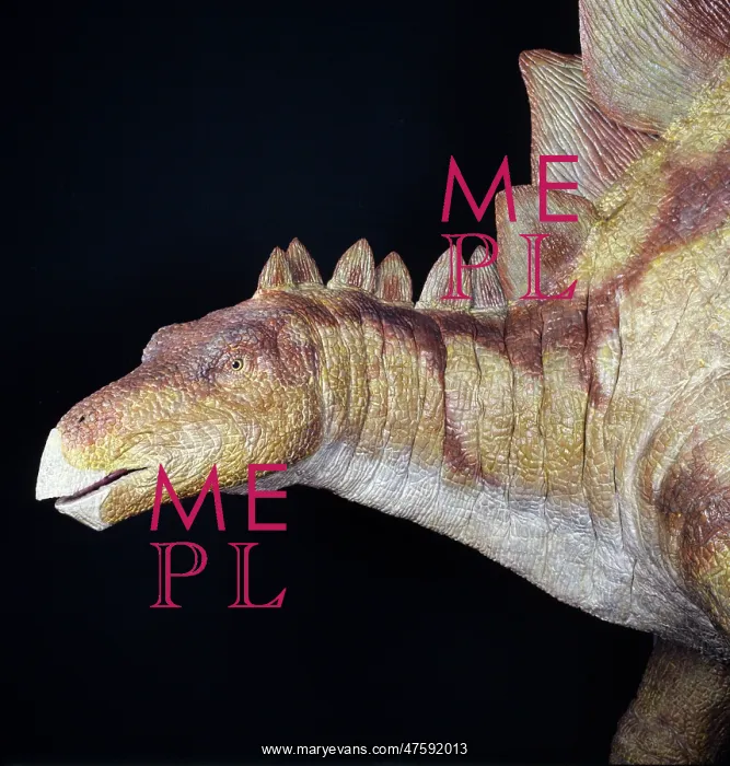 : Stegosaurus : Stegosaurus