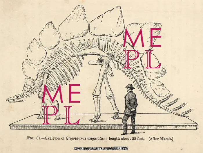  : Stegosaurus armatus skeleton