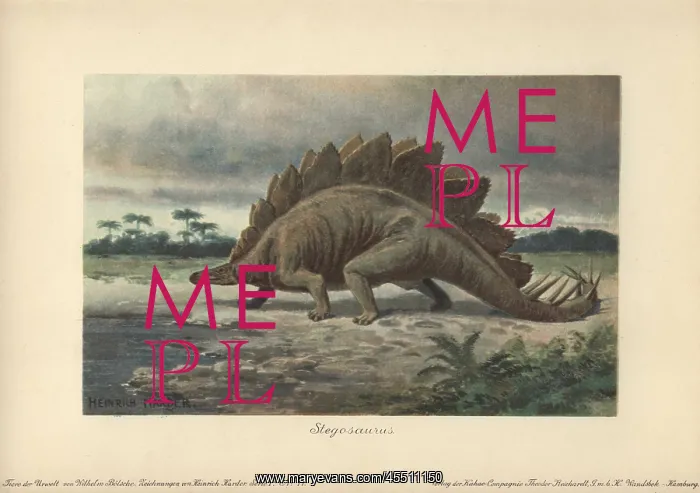 : Stegosaurus armatus is a type of armored dinosaur : Stegosaurus armatus is a type of armored dinosaur