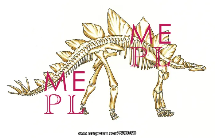 : Stegosaurus skeleton : Stegosaurus skeleton
