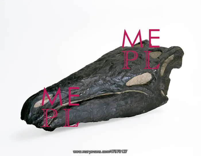 : Stegosaurus skull : Stegosaurus skull