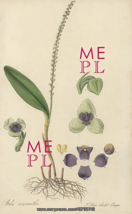 : Stelis micrantha orchid : Stelis micrantha orchid