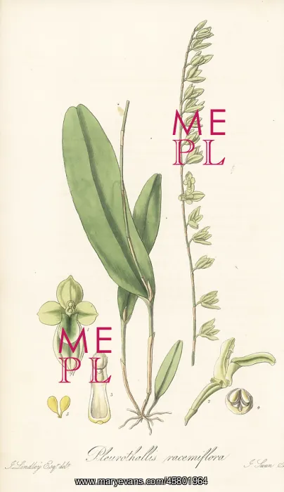  : Stelis multirostris orchid