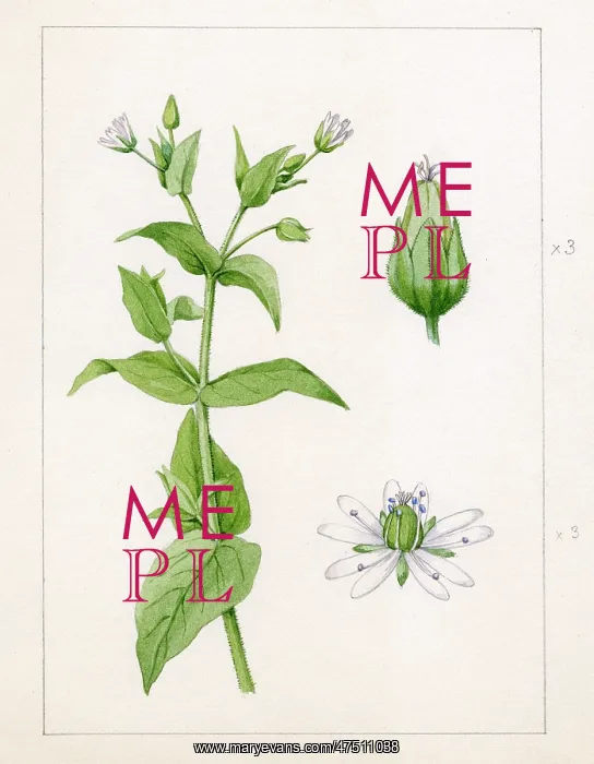 : Stellaria aquatica - water chickweed : Stellaria aquatica - water chickweed
