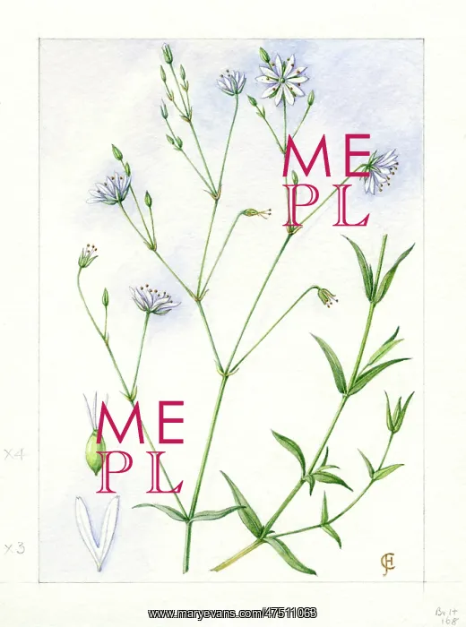 : Stellaria graminea - lesser stitchwort : Stellaria graminea - lesser stitchwort