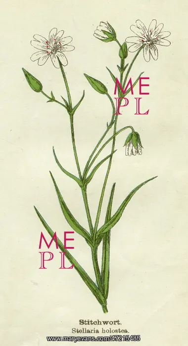  : STELLARIA HOLOSTEA