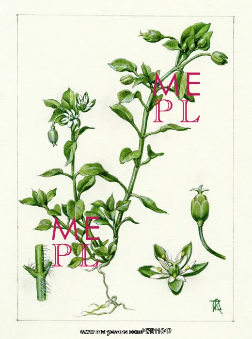 : Stellaria media - chickweed : Stellaria media - chickweed