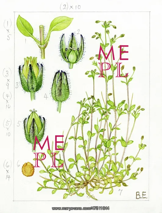 : Stellaria pallida - lesser chickweed : Stellaria pallida - lesser chickweed