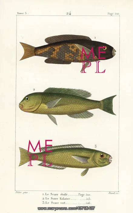 : Stellate rabbitfish, parrotfish and palecheek parrotfish : Stellate rabbitfish, parrotfish and palecheek parrotfish