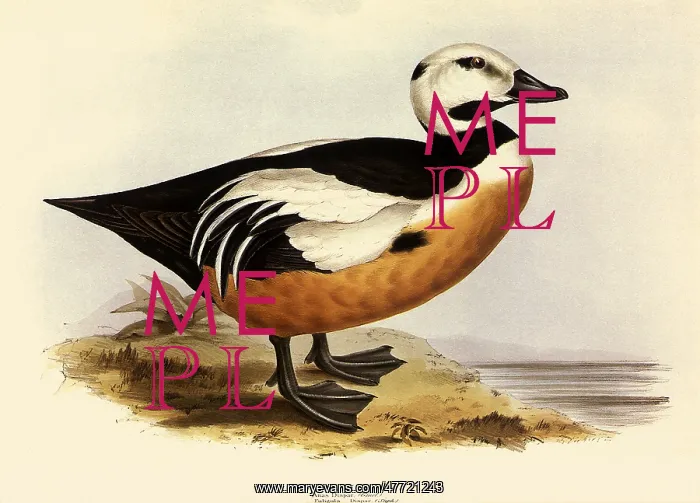 : Steller's Eider, Polysticta stelleri : Steller's Eider, Polysticta stelleri