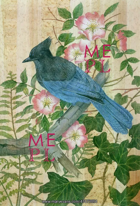 : Stellers Jay with Pink Wild Roses : Stellers Jay with Pink Wild Roses