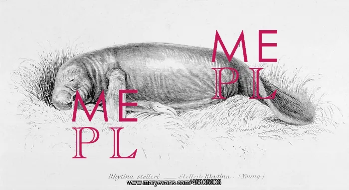 : STELLER'S SEA-COW : STELLER'S SEA-COW